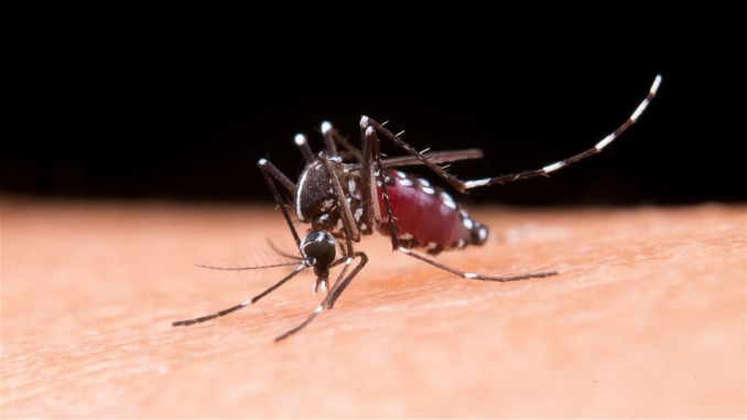 Apa itu chikungunya? Anda mungkin sering mendengarnya, chikungunya adalah penyakit yang disebabkan oleh virus yang ditularkan oleh nyamuk Aedes.